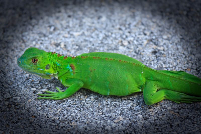 Another Juvenile Green Iguana