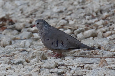 Common Ground Dove