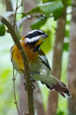 Western Spindalis (formerly Stripe-headed Tanager)