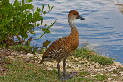 West Indies Whistling Duck