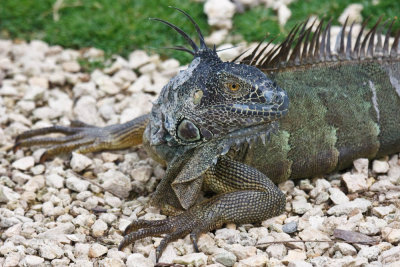 Mature Green Iguana