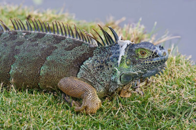 Mature Green Iguana
