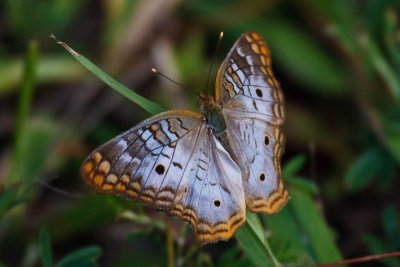 White Peacock Butterfly