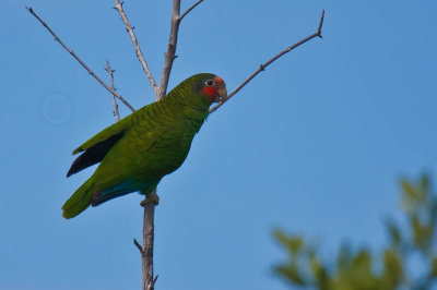 Rose-throated Amazon Parrot