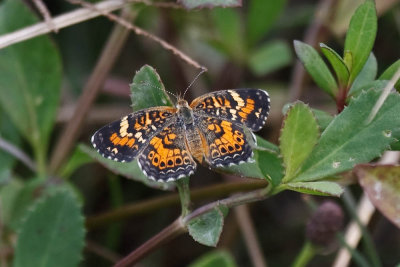 Cayman Crescent Spot Butterfly