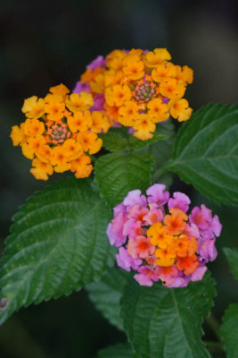 Lantana, Seen on our Walk-About