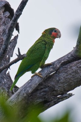 Rose-throated Amazon Parrot