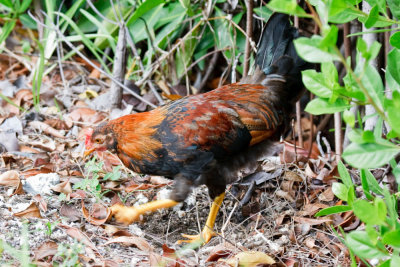 As my friend Jon Observed: Poultry in Motion!