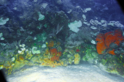 View through the fuzzy submarine window