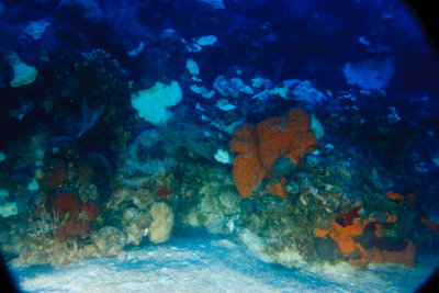 View through the fuzzy submarine window