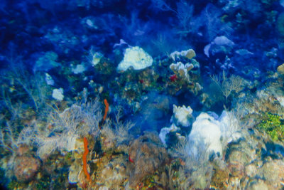 View through the fuzzy submarine window