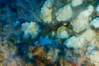 View through the fuzzy submarine window