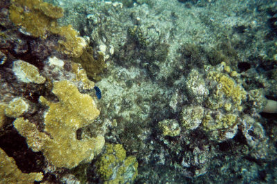 Taken with a disposable Kodak film camera while snorkeling on 7-Mile Beach