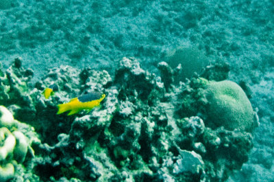 Taken with a disposable Kodak film camera while snorkeling on 7-Mile Beach