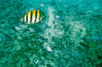 Taken with a disposable Kodak film camera while snorkeling on 7-Mile Beach