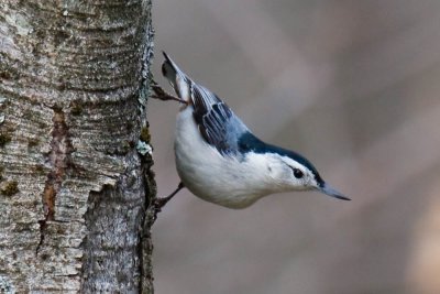 Nuthatch - White Breasted