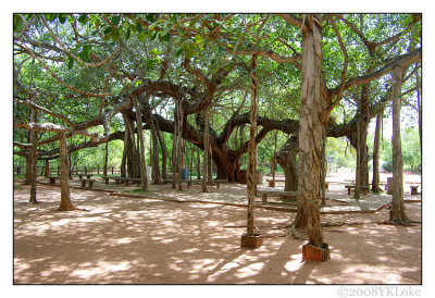 All in One Banyan Tree (Auroville Pondicherry)