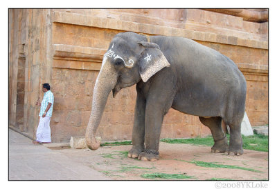Temple's Big Elephant