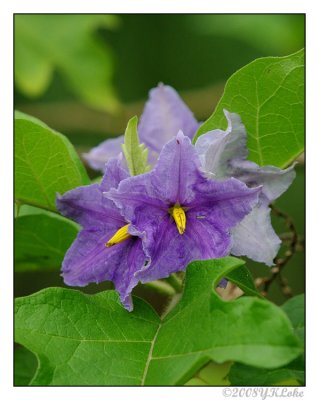 Solanaceae Synonym.