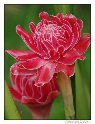 Torch Ginger.