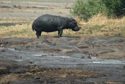 Hippo by the Hippo Pool
