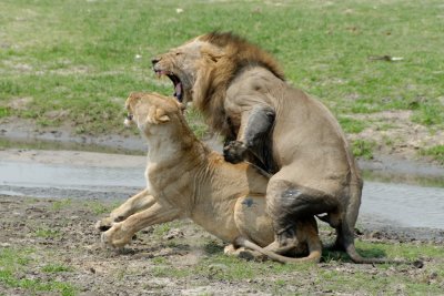 Lions Mating