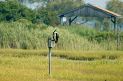 Osprey on Swallow's nest box