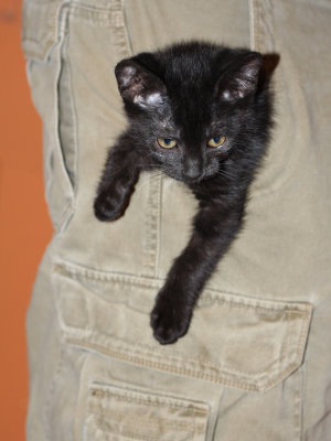 John's Pocket Kitten