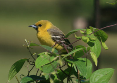 Orchard Oriole female or first year male