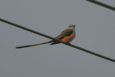 Scissor-tailed Flycatcher