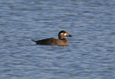 Surf Scoter