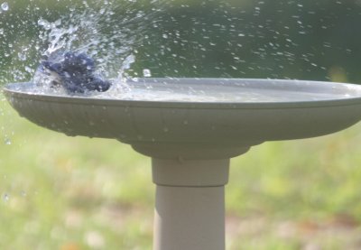Bluebird Bathing