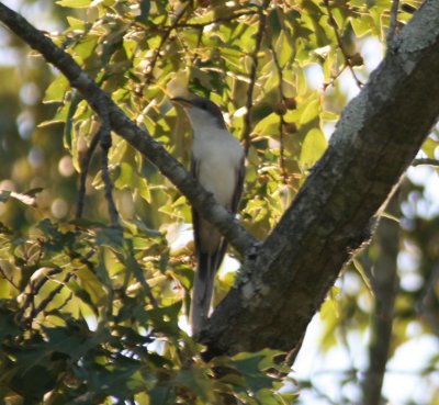 Yellow Billed Cuckoo