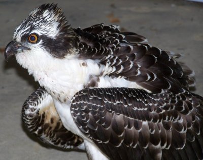 Juvenile Osprey