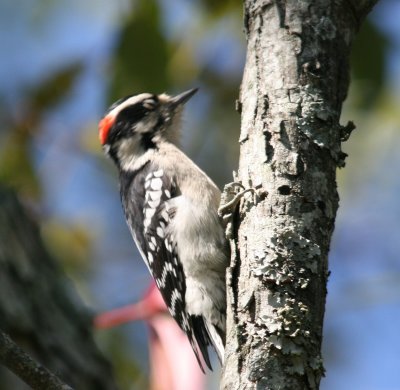 Downy Woodpecker