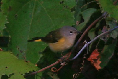 American Redstart - Female