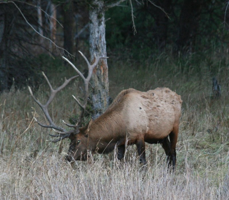 Bull Elk