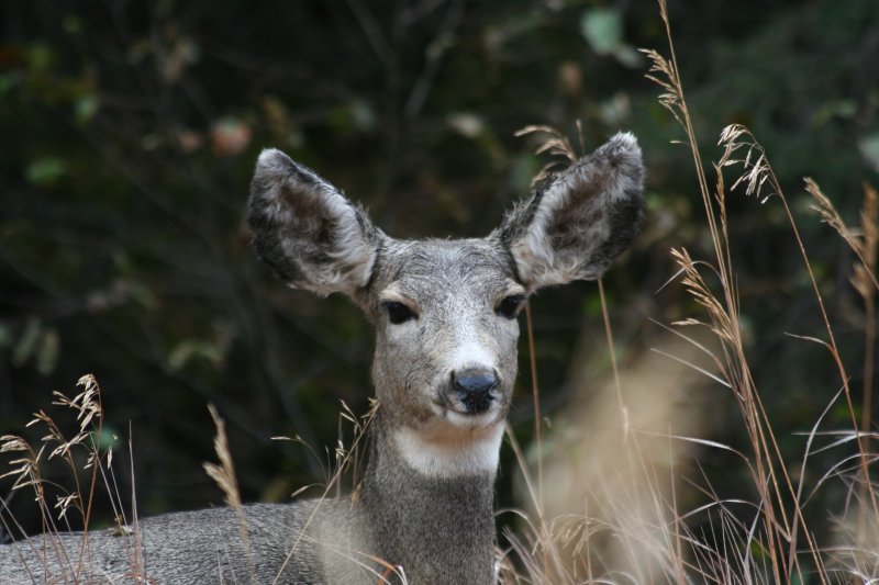 Mule Deer