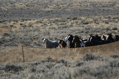 Wild Horses October 2009