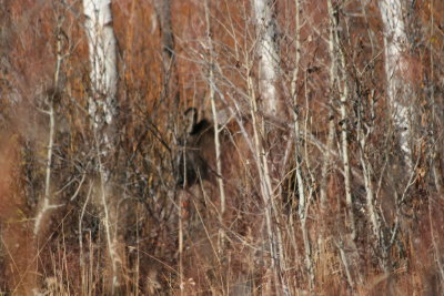 Hiding Young Moose