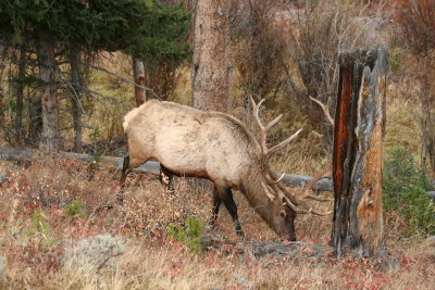 Elk No. 10