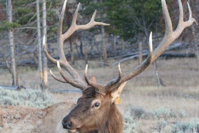 Elk No. 10 Closeup