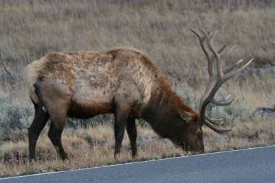 Elk No. 10 Roadside