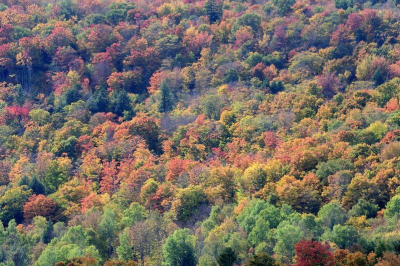 pbase fall in the Green Mountains 10 04 2008_DSC2232.jpg