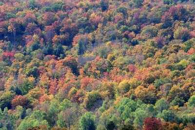 pbase fall in the Green Mountains 10 04 2008_DSC2232.jpg