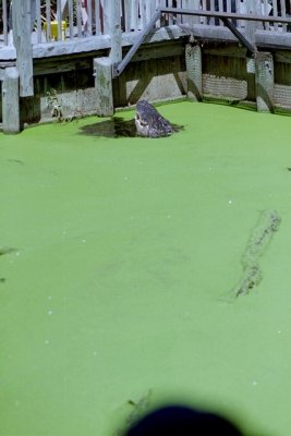 IMG012.jpg