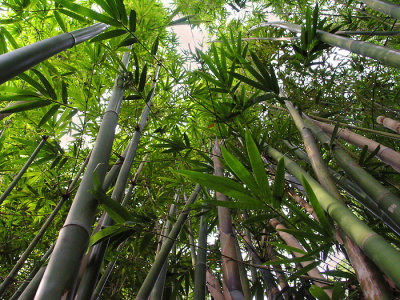 Bamboo, Zilker Botanical Garden