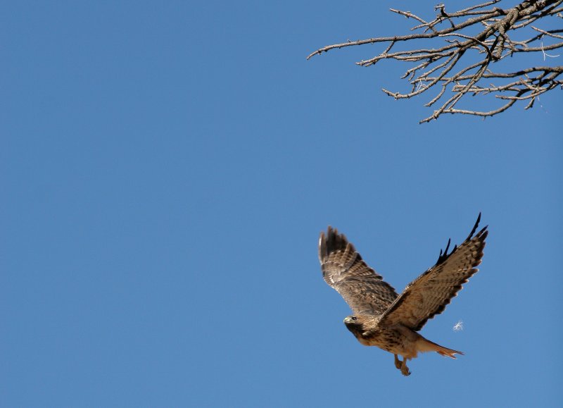 Redtail