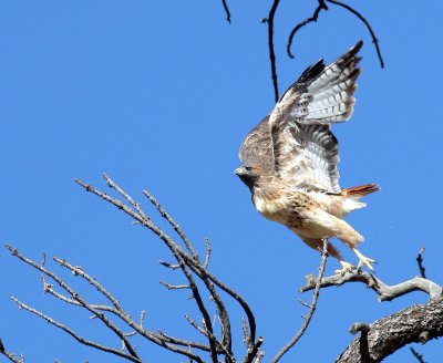 Red Tail takeoff