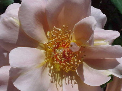 Julia's Rose